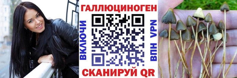 Галлюциногенные грибы Psilocybe  shop телеграм  Черемхово 